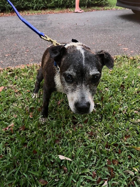 Shelter Stray Female Dog last seen Near BLOCK ALHAMBRA CT, Doral, FL 33122
