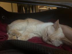 Found/Stray Male Cat last seen On Minnehaha parkway between lyndale and nicollet, Minneapolis, MN 55419