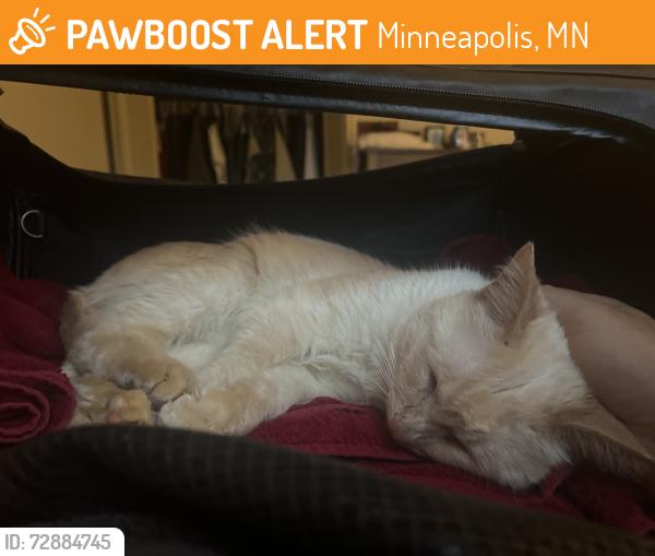 Found/Stray Male Cat last seen On Minnehaha parkway between lyndale and nicollet, Minneapolis, MN 55419