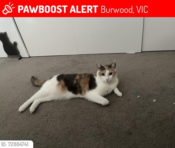 Lost Female Cat last seen Presbyterian Ladies College (PLC) on Parer Street (Burwood), Burwood, VIC 3125