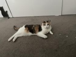 Lost Female Cat last seen Presbyterian Ladies College (PLC) on Parer Street (Burwood), Burwood, VIC 3125