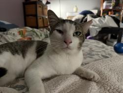 Lost Male Cat last seen White Blvd, Naples, FL 34117