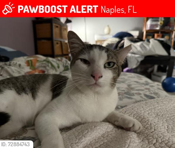 Lost Male Cat last seen White Blvd, Naples, FL 34117