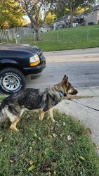 Reunited Female Dog last seen E 20th Street Ct S and E 19th Terr S , Independence, MO 64057