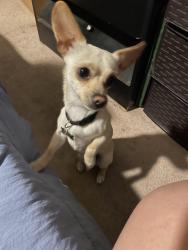 Reunited Male Dog last seen Near de garmo ave , San Fernando, CA 91340