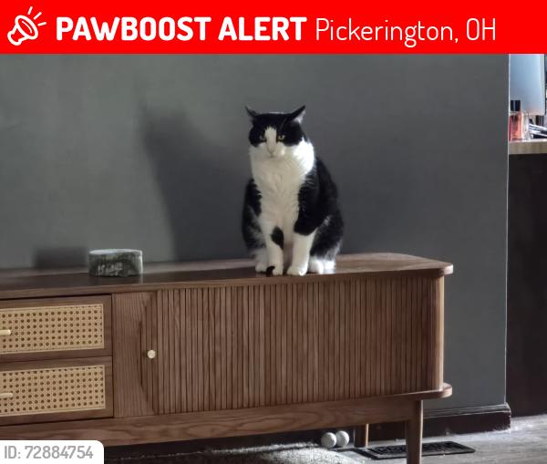 Lost Male Cat last seen Route 204, Pickerington, OH 43147