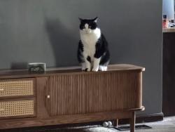 Lost Male Cat last seen Route 204, Pickerington, OH 43147