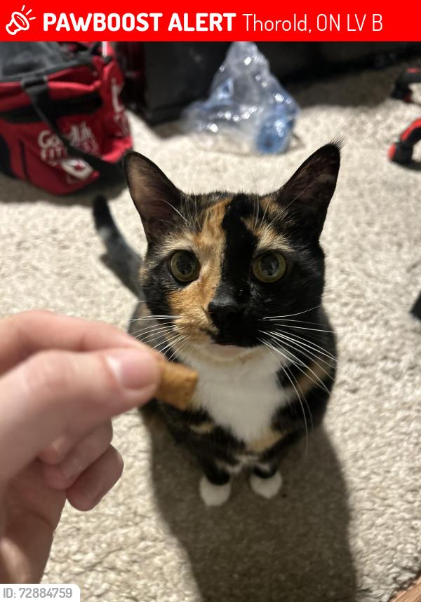 Lost Female Cat last seen Welland street south, Thorold, ON L2V 2B7