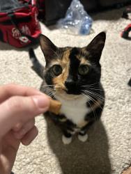 Lost Female Cat last seen Welland street south, Thorold, ON L2V 2B7
