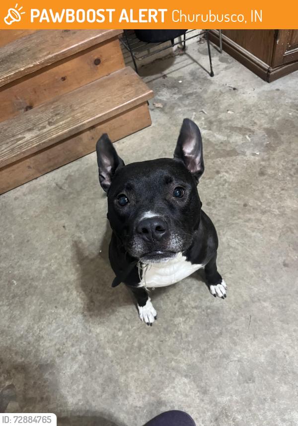 Found/Stray Male Dog last seen Near McComb rd, Churubusco, IN 46723