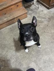 Found/Stray Male Dog last seen Near McComb rd, Churubusco, IN 46723