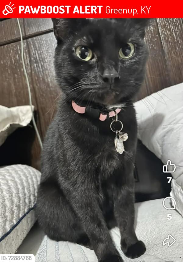 Lost Female Cat last seen Railroad tracks, Greenup, KY 41144