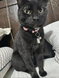 Lost Female Cat last seen Railroad tracks, Greenup, KY 41144