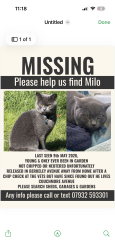 Lost Male Cat last seen  Clayhall  avenue , Greater London, England IG5