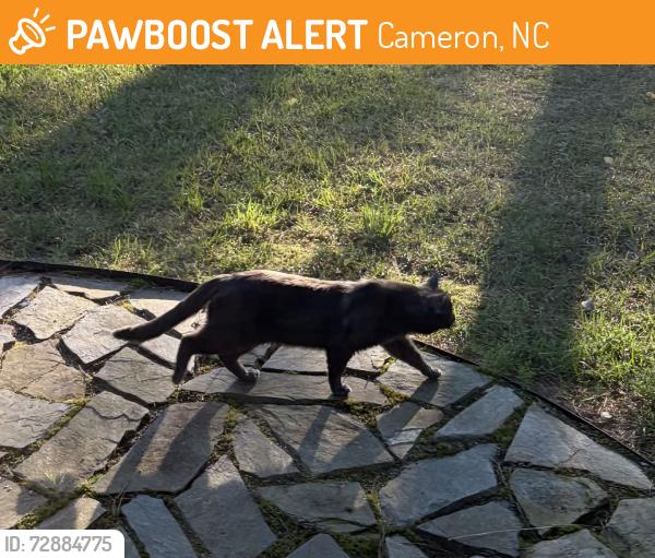 Found/Stray Unknown Cat last seen hillmon grove st, Cameron, NC 28326