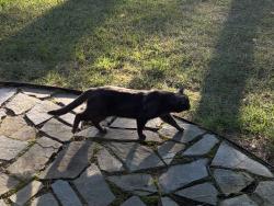 Found/Stray Unknown Cat last seen hillmon grove st, Cameron, NC 28326