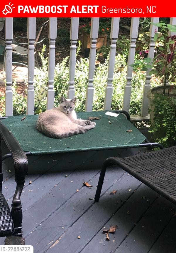Lost Male Cat last seen Southwick, Regents Park Lane, Baytree, Greensboro, NC 27455