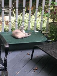 Lost Male Cat last seen Southwick, Regents Park Lane, Baytree, Greensboro, NC 27455