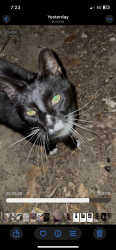 Found/Stray Female Cat last seen Cemetery , Patchogue, NY 11772