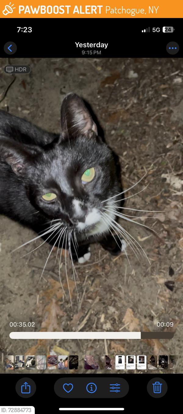 Found/Stray Female Cat last seen Cemetery , Patchogue, NY 11772