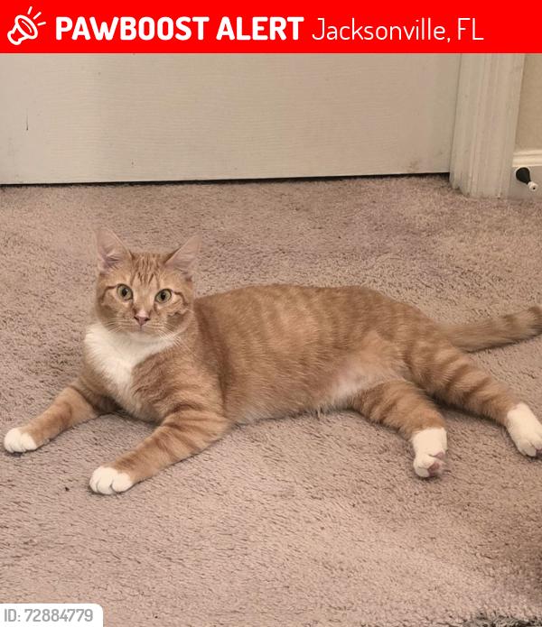 Lost Male Cat last seen Bartram Park, Jacksonville, FL 32258