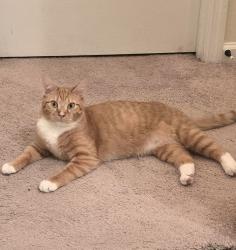 Lost Male Cat last seen Bartram Park, Jacksonville, FL 32258