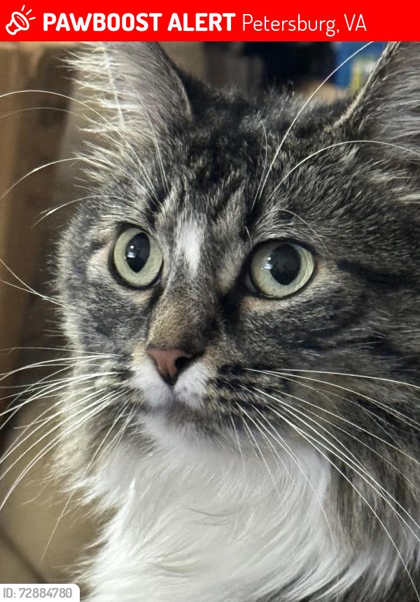 Lost Female Cat last seen Willow Street, Petersburg, VA 23805