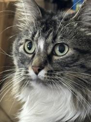 Lost Female Cat last seen Willow Street, Petersburg, VA 23805