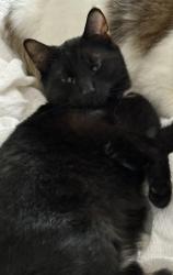 Reunited Male Cat last seen Sancus Blvd and Park Road, Columbus, OH 43085
