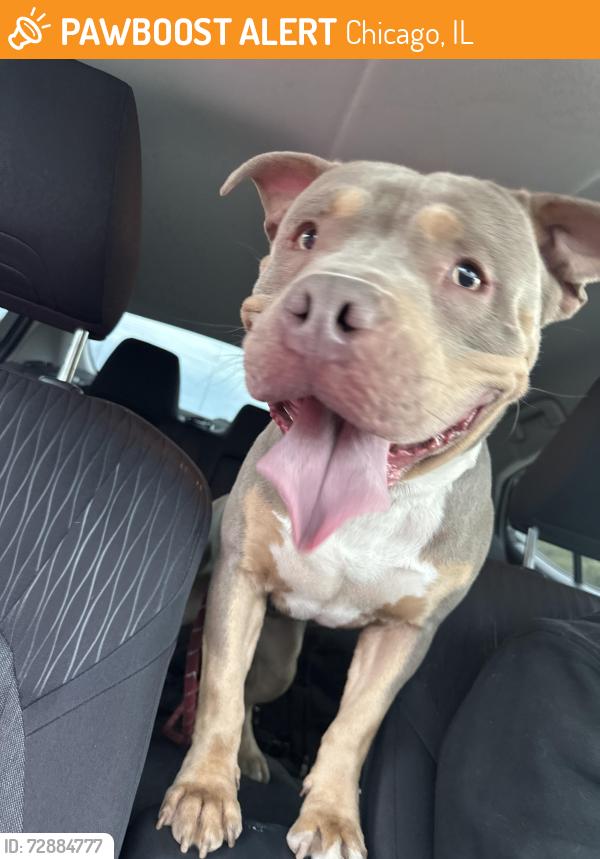 Found/Stray Male Dog last seen Near s Michigan ave, Chicago, IL 60637