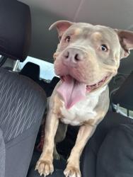 Found/Stray Male Dog last seen Near s Michigan ave, Chicago, IL 60637