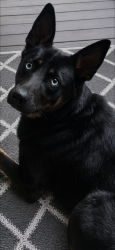 Found/Stray Female Dog last seen Allen Creek Park Gainesville GA, Gainesville, GA 30503