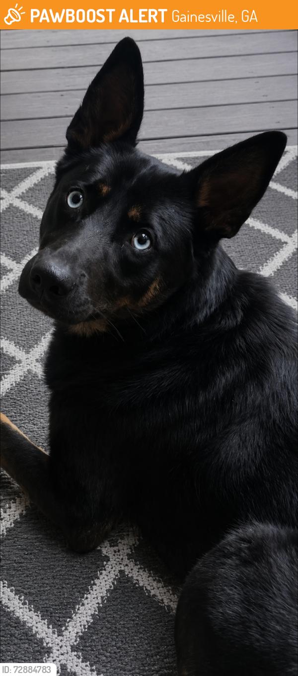 Found/Stray Female Dog last seen Allen Creek Park Gainesville GA, Gainesville, GA 30503
