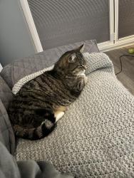 Lost Female Cat last seen Near The Chesils, Greet, Greet, England GL54 5NW