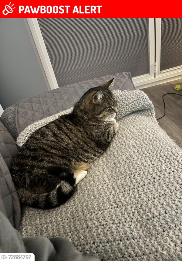 Lost Female Cat last seen Near The Chesils, Greet, Greet, England GL54 5NW