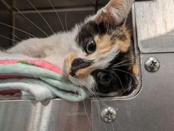 Shelter Stray Female Cat last seen HIGH ST, LEESBURG, Deer Island, FL 32778