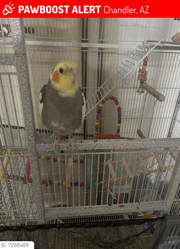 Lost Male Bird last seen Righs road and Arizona Avenue , Chandler, AZ 85249