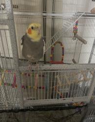 Lost Male Bird last seen Righs road and Arizona Avenue , Chandler, AZ 85249
