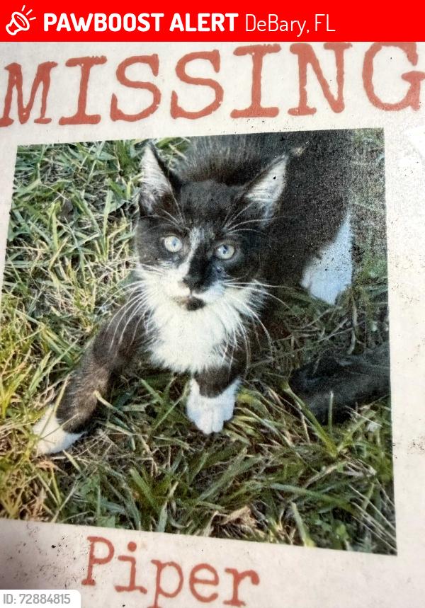 Lost Female Cat last seen Gemini springs trail, DeBary, FL 32713