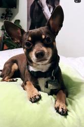 Reunited Male Dog last seen Kingsford drive , Florissant, MO 63031