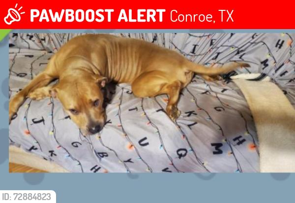 Lost Female Dog last seen Old Houston Rd./242, Conroe, TX 77302