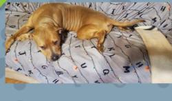 Lost Female Dog last seen Old Houston Rd./242, Conroe, TX 77302