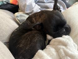 Found/Stray Female Dog last seen 42nd st, Milwaukee, WI 53216