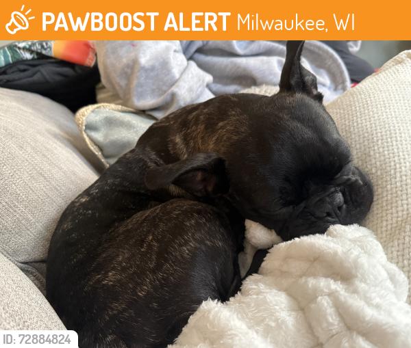 Found/Stray Female Dog last seen 42nd st, Milwaukee, WI 53216