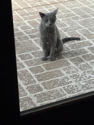 Found/Stray Unknown Cat last seen E Union Hills and E 12th, Phoenix, AZ 85022