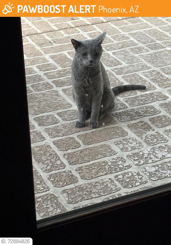 Found/Stray Unknown Cat last seen E Union Hills and E 12th, Phoenix, AZ 85022