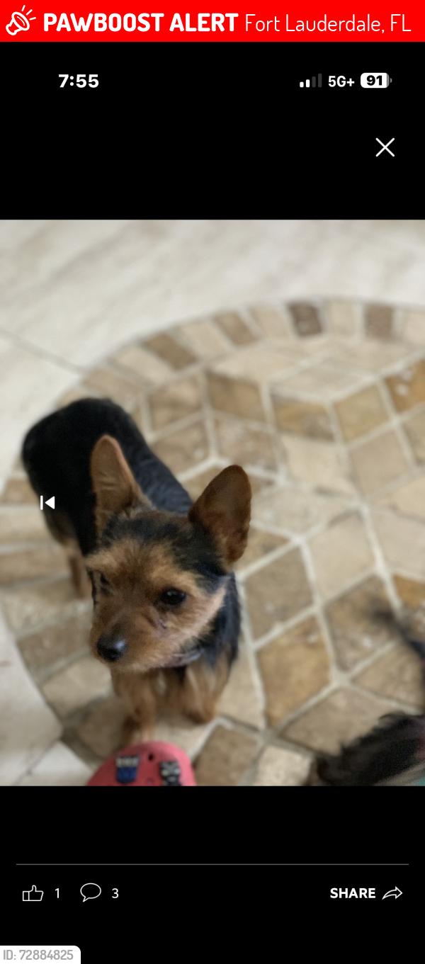 Lost Male Dog last seen  Between 12th St & Panther Lane (11th St), Fort Lauderdale, FL 33311