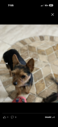 Lost Male Dog last seen  Between 12th St & Panther Lane (11th St), Fort Lauderdale, FL 33311