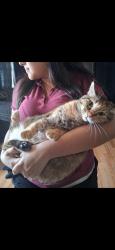 Lost Female Cat last seen Allison acres, Houston, TX 77048