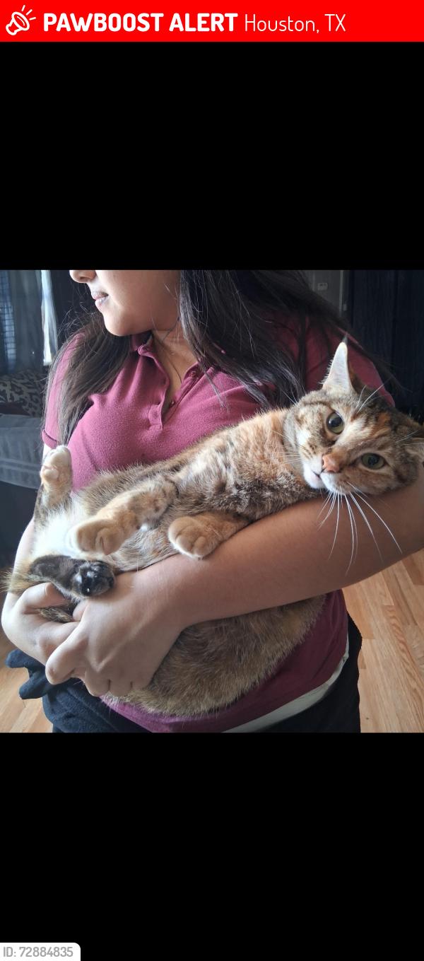 Lost Female Cat last seen Allison acres, Houston, TX 77048